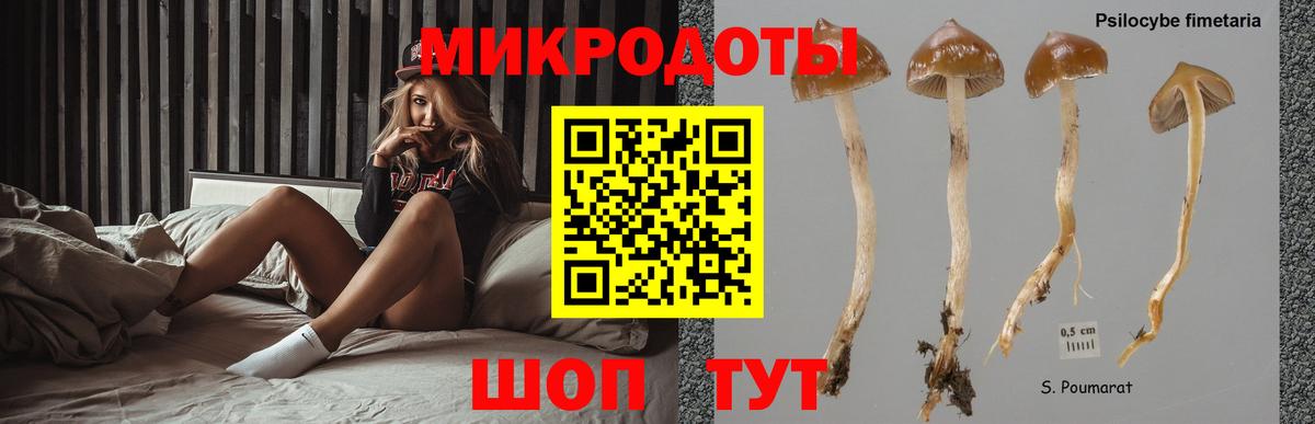 Галлюциногенные грибы Psilocybe Светлоград